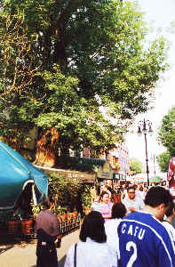 Coyoacan