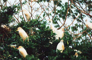 VÃ¶gel