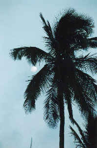 Mond