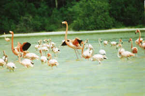 Flamingos