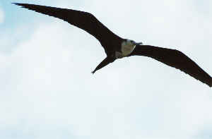 Fregattvogel