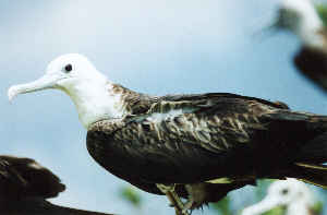 Fregattvogel