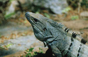 Leguan