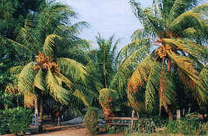 KokosnÃ¼sse