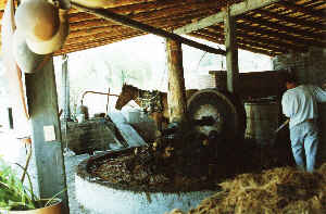 Mezcal