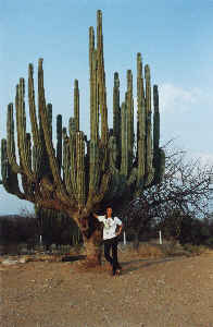 Kaktus