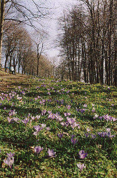 Krokusse im Molchgrund