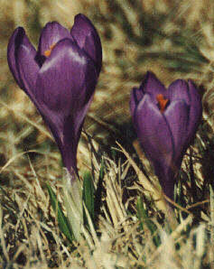 Krokus in Blau